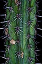 Pachycereus weberi Royalty Free Stock Photo