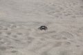 A Pachygrapsus crassipes Striped Shore Crab Scuttles on the Venice Beach Sand