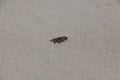 A Pachygrapsus crassipes Striped Shore Crab Scuttles on the Venice Beach Sand