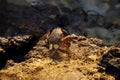 Pachygrapsus marmoratus or marbled rock crab