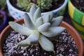 Pachyphytum Bracteosum Succulent Plant Royalty Free Stock Photo