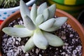 Pachyphytum Bracteosum Succulent Plant Royalty Free Stock Photo