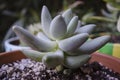 Pachyphytum Bracteosum Succulent Plant Royalty Free Stock Photo