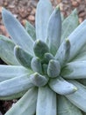 Pachyphytum compacta Little Jewel blue green succulent Royalty Free Stock Photo