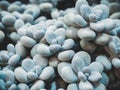 Pachyphytum oviferum Sugaralmond plant or Moonstone chubby bluish green succulent Royalty Free Stock Photo