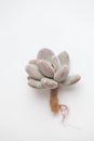 Pachyphytum or Pachyveria blue haze plant with roots on white, succulent propagation