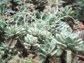 The Pachyphytum. Succulent plant Hen and chicks Royalty Free Stock Photo