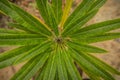 Pachypodium lamerei, Beautiful Cactus in the garden