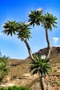 Pachypodium Lamerei cactus plant under the sun Royalty Free Stock Photo