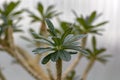 Pachypodium lamerei madagascar palm, succulent thorny flower, green leaves on branches