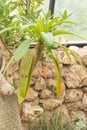 Pachypodium Lamerei or Madagascar palm in Zurich in Switzerland Royalty Free Stock Photo