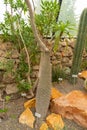 Pachypodium Lamerei or Madagascar palm in Zurich in Switzerland Royalty Free Stock Photo