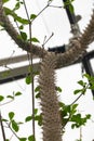 Pachypodium Lamerei or Madagascar palm in Zurich in Switzerland Royalty Free Stock Photo