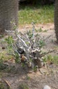 Pachypodium lealii plants