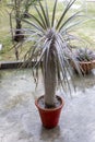 Pachypodium madagascar palm in a red clay pot Royalty Free Stock Photo
