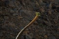 Pachypodium namaquanum, also known as halfmens or elephants trunk, is a succulent plant of Southern Africa Royalty Free Stock Photo