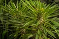 Pachypodium plant succulent close-up. full frame. Floral background green. Full frame Royalty Free Stock Photo