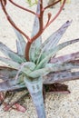 Pachypodium plant tree palm cactus close up tree trunk leafs and flower bud Royalty Free Stock Photo