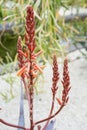 Pachypodium plant tree palm cactus close up tree trunk leafs and flower bud Royalty Free Stock Photo