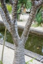 Pachypodium plant tree palm cactus close up tree trunk leafs and flower bud Royalty Free Stock Photo