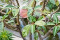 Pachypodium plant tree palm cactus close up tree trunk leafs and flower bud Royalty Free Stock Photo