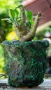 Pachypodium saundersii on handmade concrete artisan pot Royalty Free Stock Photo