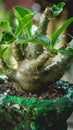 Pachypodium saundersii on handmade concrete artisan pot Royalty Free Stock Photo
