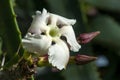 Flower and buds of a pachypodium saundersii Royalty Free Stock Photo