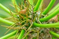 Pachypodium succulents in greenhouse tropical arid zones