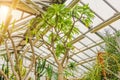 Pachypodium succulents in greenhouse tropical arid zones