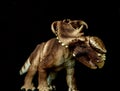 Pachyrhinosaurus Dinosaur on black background Royalty Free Stock Photo