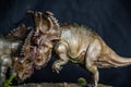 Pachyrhinosaurus dinosaur in the dark Royalty Free Stock Photo