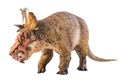 Pachyrhinosaurus  , dinosaur on white background Royalty Free Stock Photo