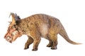 Pachyrhinosaurus  , dinosaur on white background Royalty Free Stock Photo