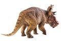 Pachyrhinosaurus  , dinosaur on white background Royalty Free Stock Photo