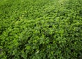 Pachysandra Domination Royalty Free Stock Photo