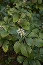 White inflorescence of Pachysandra terminalis Royalty Free Stock Photo