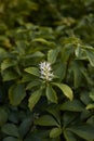 White inflorescence of Pachysandra terminalis Royalty Free Stock Photo