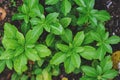 Pachysandra terminalis `Green Carpet` closeup Royalty Free Stock Photo