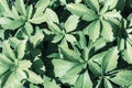 Pachysandra terminalis, Japanese Pachysandra green leaves. Natural background Royalty Free Stock Photo