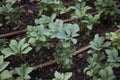 Pachysandra terminalis in a flowerbed Royalty Free Stock Photo