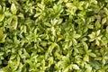 Pachysandra terminalis Royalty Free Stock Photo