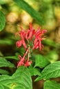 Pachystachys coccinea flower in Trinidad, West indies Royalty Free Stock Photo