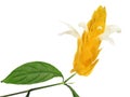 Pachystachys Lutea Royalty Free Stock Photo