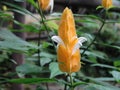 Pachystachys lutea - candle flower