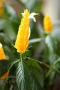 Pachystachys lutea