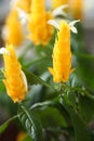 Pachystachys lutea