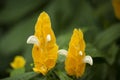 Pachystachys lutea_Ear of gold