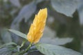Pachystachys lutea flower