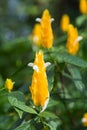 Pachystachys lutea, Golden Shrimp Plant